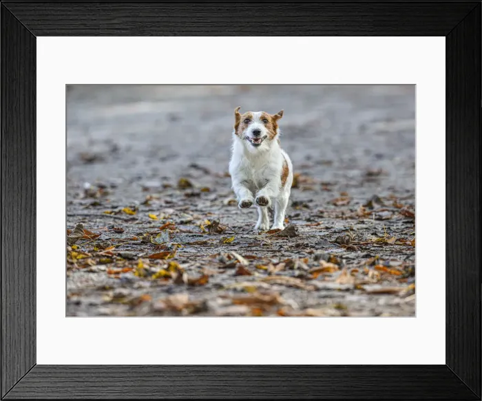 Framed Print : Jack Russel Terrier (Canis lupus familiaris) ~ in a park among autumn leaves ~ Gijon, Asturias Framed Print : Jack Russel Terrier (Canis lupus familiaris) ~ in a park among autumn leaves ~ Gijon, Asturias
