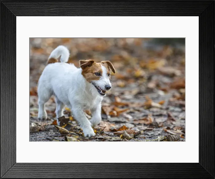 Framed Print : Jack Russel Terrier (Canis lupus familiaris) ~ in a park among autumn leaves ~ Gijon, Asturias Framed Print : Jack Russel Terrier (Canis lupus familiaris) ~ in a park among autumn leaves ~ Gijon, Asturias
