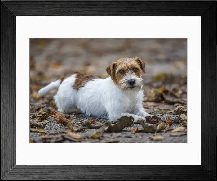 Framed Print : Jack Russel Terrier (Canis lupus familiaris) ~ in a park among autumn leaves ~ Gijon, Asturias Framed Print : Jack Russel Terrier (Canis lupus familiaris) ~ in a park among autumn leaves ~ Gijon, Asturias