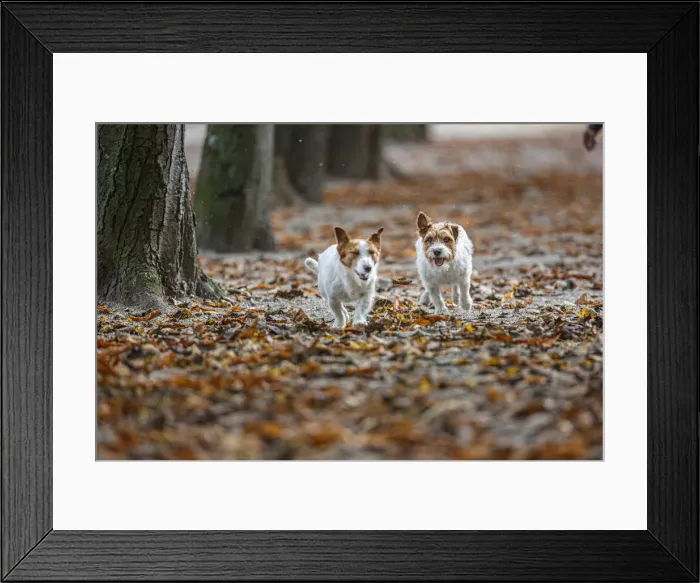 Framed Print : Jack Russel Terrier (Canis lupus familiaris) ~ in a park among autumn leaves ~ Gijon, Asturias