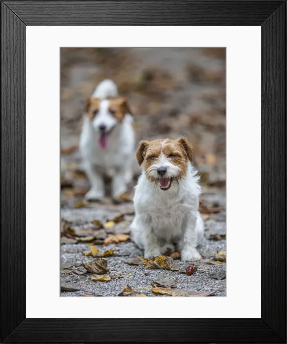 Framed Print : Jack Russel Terrier (Canis lupus familiaris) ~ in a park among autumn leaves ~ Gijon, Asturias Framed Print : Jack Russel Terrier (Canis lupus familiaris) ~ in a park among autumn leaves ~ Gijon, Asturias