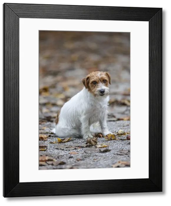 Framed Print : Jack Russel Terrier (Canis lupus familiaris) ~ in a park among autumn leaves ~ Gijon, Asturias Framed Print : Jack Russel Terrier (Canis lupus familiaris) ~ in a park among autumn leaves ~ Gijon, Asturias