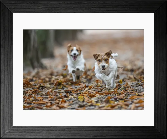Framed Print : Jack Russel Terrier (Canis lupus familiaris) ~ in a park among autumn leaves ~ Gijon, Asturias Framed Print : Jack Russel Terrier (Canis lupus familiaris) ~ in a park among autumn leaves ~ Gijon, Asturias