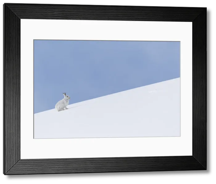 Framed Print : Mountain Hare (Lepus timidus) ~ adult wiht winter pelageresting on hillside ~ Cairngorms National Park, Scotland, United Kingdom Framed Print : Mountain Hare (Lepus timidus) ~ adult wiht winter pelageresting on hillside ~ Cairngorms National Park, Scotland, United Kingdom