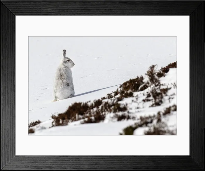 Framed Print : Mountain Hare (Lepus timidus) ~ adult wiht winter pelageresting on hillside ~ Cairngorms National Park, Scotland, United Kingdom