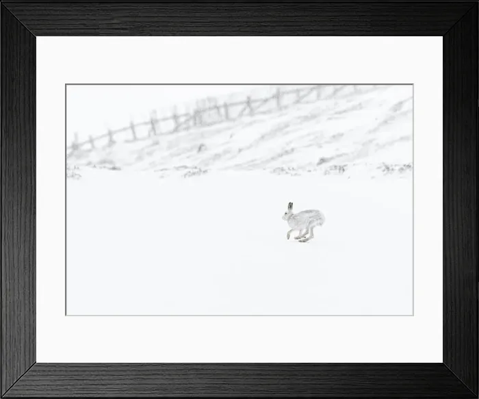 Framed Print : Mountain Hare (Lepus timidus) ~ adult wiht winter pelage running through snow ~ Cairngorms National Park, Scotland, United Kingdom Framed Print : Mountain Hare (Lepus timidus) ~ adult wiht winter pelage running through snow ~ Cairngorms National Park, Scotland, United Kingdom