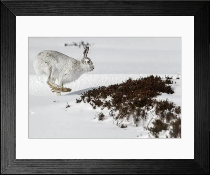 Framed Print : Mountain Hare (Lepus timidus) ~ adult wiht winter pelage running through snow ~ Cairngorms National Park, Scotland, United Kingdom Framed Print : Mountain Hare (Lepus timidus) ~ adult wiht winter pelage running through snow ~ Cairngorms National Park, Scotland, United Kingdom