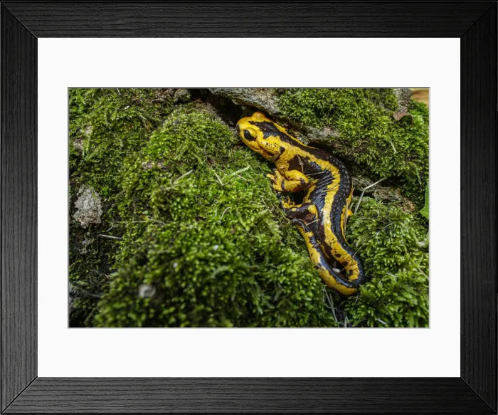Framed Print : Fire Salamander (Salamandra salamandra bernardezi) ~ endemic subspecies of a few points in north Spain ~ Oviedo, Spain