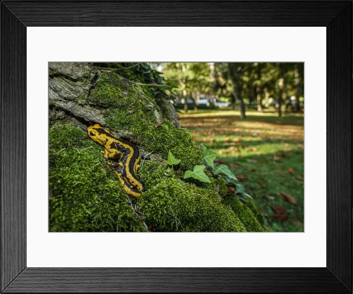 Framed Print : Fire Salamander (Salamandra salamandra bernardezi) ~ endemic subspecies of a few points in north Spain ~ Oviedo, Spain Framed Print : Fire Salamander (Salamandra salamandra bernardezi) ~ endemic subspecies of a few points in north Spain ~ Oviedo, Spain