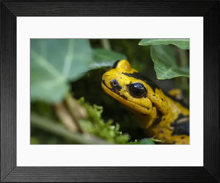 Framed Print : Fire Salamander (Salamandra salamandra bernardezi) ~ endemic subspecies of a few points in north Spain ~ Oviedo, Spain Framed Print : Fire Salamander (Salamandra salamandra bernardezi) ~ endemic subspecies of a few points in north Spain ~ Oviedo, Spain