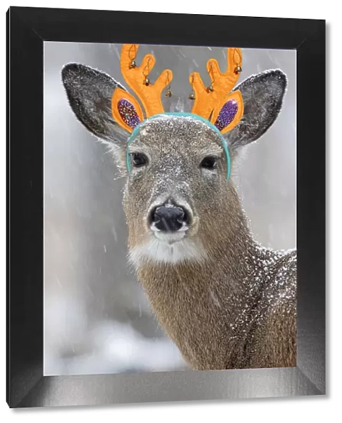White-tailed Deer  /  Whitetail, wearing antler headband in snow