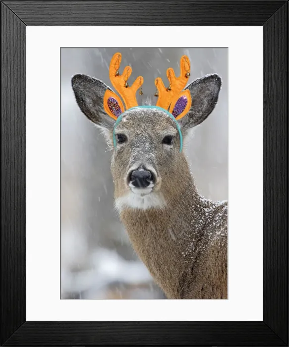 Framed Print : White-tailed Deer / Whitetail, wearing antler headband in snow Framed Print : White-tailed Deer / Whitetail, wearing antler headband in snow