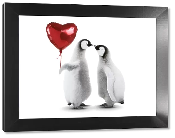 Emperor Penguin, two chicks kissing holding heart shaped helium balloon