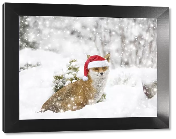 MA002255. Fox, in garden snow wearing a Christmas hat Date: 18-Dec-09