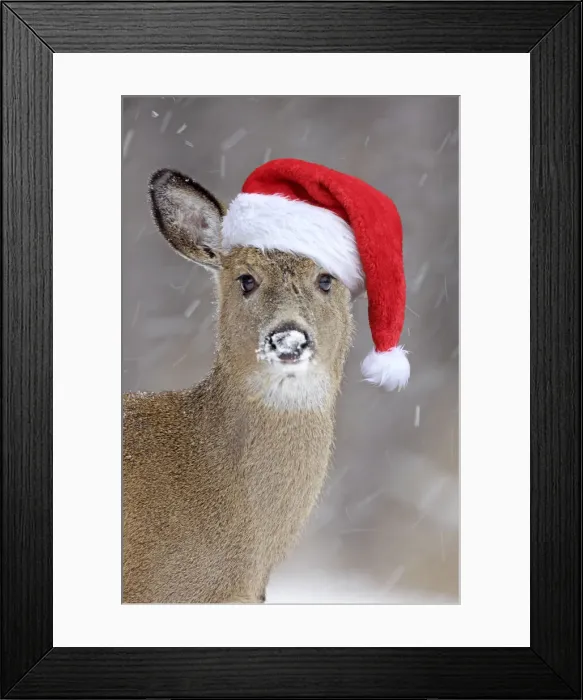 Framed Print : White-tailed Deer wearing Christmas hat in winter snow - New York - USA Framed Print : White-tailed Deer wearing Christmas hat in winter snow - New York - USA