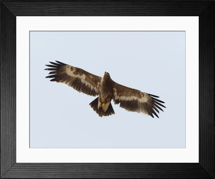 Framed Print : Steppe Eagle - in flight Aquila nipalensis Rajasthan, India BI031876 Framed Print : Steppe Eagle - in flight Aquila nipalensis Rajasthan, India BI031876