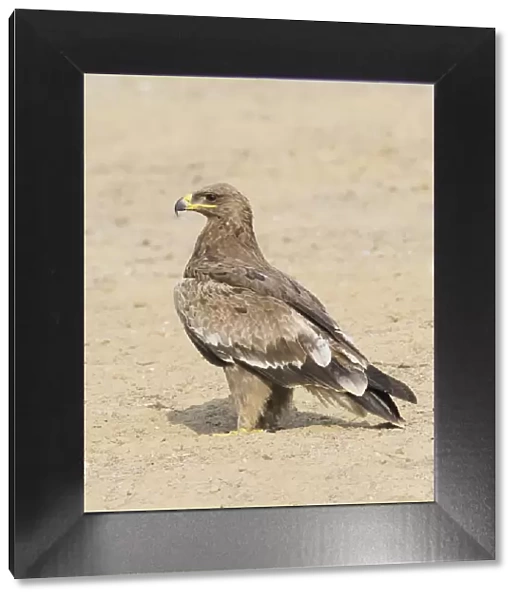 Steppe Eagle Aquila nipalensis Rajasthan, India BI031913