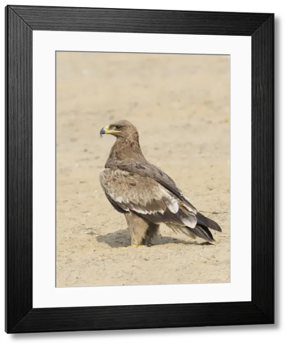 Framed Print : Steppe Eagle Aquila nipalensis Rajasthan, India BI031913 Framed Print : Steppe Eagle Aquila nipalensis Rajasthan, India BI031913
