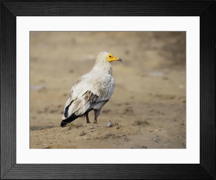 Framed Print : Egyptian Vulture Neophron percnopterus Rajasthan, India BI031979 Framed Print : Egyptian Vulture Neophron percnopterus Rajasthan, India BI031979