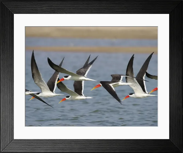 Framed Print : Indian Skimmer - flock in flight Rynchops albicollis Rajasthan, India BI032010 Framed Print : Indian Skimmer - flock in flight Rynchops albicollis Rajasthan, India BI032010