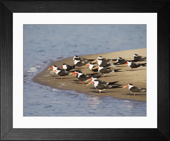 Framed Print : Indian Skimmer - flock on sandbank Rynchops albicollis Rajasthan, India BI032034 Framed Print : Indian Skimmer - flock on sandbank Rynchops albicollis Rajasthan, India BI032034