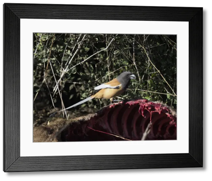 Framed Print : Rufous Treepie - feeding on Nilgai carcus Dendrocitta vagabunda Rajasthan, India BI032054 Framed Print : Rufous Treepie - feeding on Nilgai carcus Dendrocitta vagabunda Rajasthan, India BI032054
