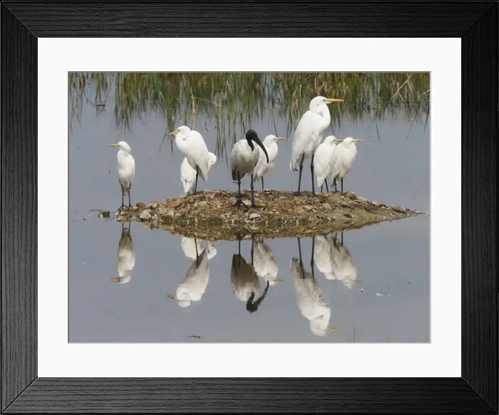 Framed Print : Egrets & Ibis refections Egretta sp Rajasthan, India BI032056 Framed Print : Egrets & Ibis refections Egretta sp Rajasthan, India BI032056
