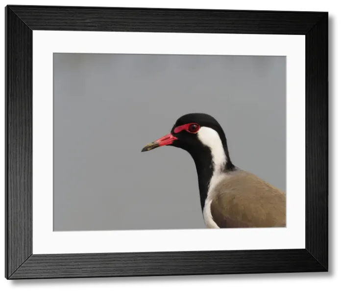 Framed Print : Red-wattled Lapwing Vanellus indicus Rajasthan, India BI032091