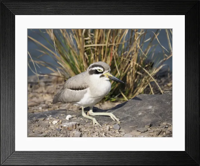 Framed Print : Great Thick-knee Esacus recurvirostris Rajasthan, India BI032101 Framed Print : Great Thick-knee Esacus recurvirostris Rajasthan, India BI032101