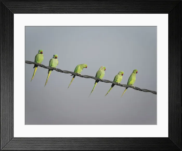 Framed Print : Rose-Ringed Parakeet - on cable Psittacula krameri Rajasthan India BI032144 Framed Print : Rose-Ringed Parakeet - on cable Psittacula krameri Rajasthan India BI032144