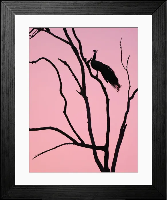 Framed Print : Indian Peafowl - in roosting tree at dawn Pavo cristatus Rajasthan, India BI032151 Framed Print : Indian Peafowl - in roosting tree at dawn Pavo cristatus Rajasthan, India BI032151