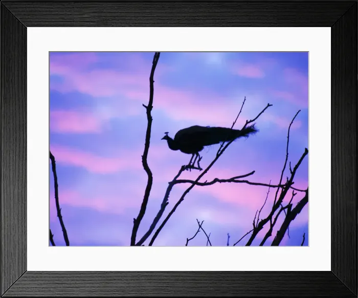 Framed Print : Indian Peafowl - in roosting tree at dawn Pavo cristatus Rajasthan, India BI032154 Framed Print : Indian Peafowl - in roosting tree at dawn Pavo cristatus Rajasthan, India BI032154