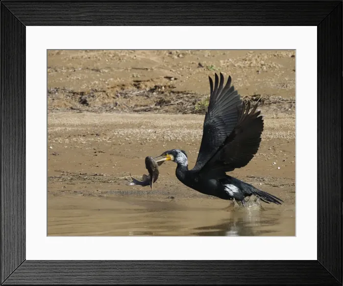 Framed Print : Great Cormorant - in flight with fish Phalacrocorax carbo Rajasthan, India BI032181 Framed Print : Great Cormorant - in flight with fish Phalacrocorax carbo Rajasthan, India BI032181