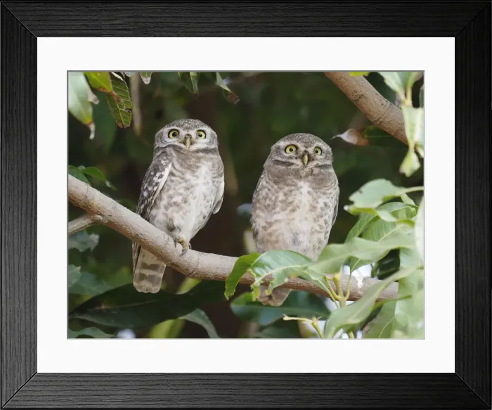 Framed Print : Spotted Owlet Athene brama Rajasthan, India BI032219 Framed Print : Spotted Owlet Athene brama Rajasthan, India BI032219