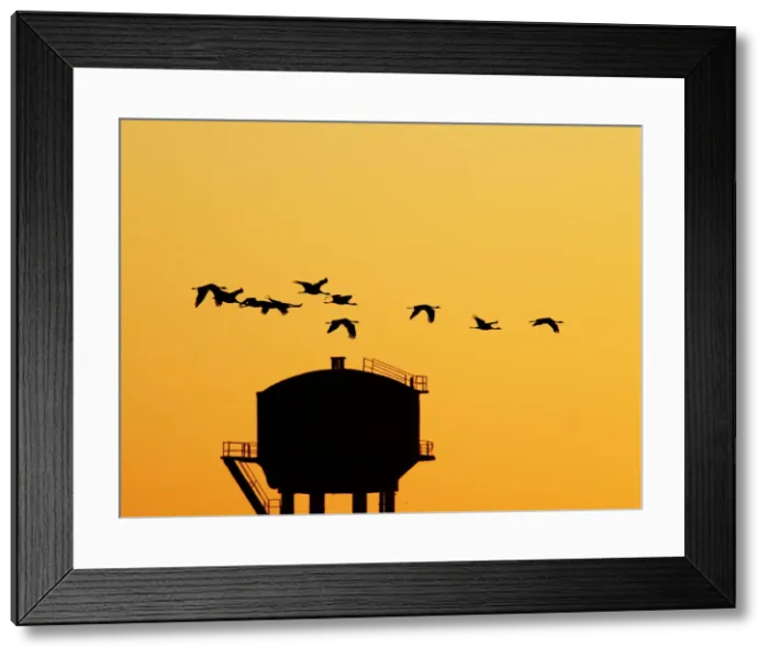 Framed Print : Demoiselle Crane - Dawn flight with water tower Grus virgo Khichan, Rajasthan, India BI032225 Framed Print : Demoiselle Crane - Dawn flight with water tower Grus virgo Khichan, Rajasthan, India BI032225