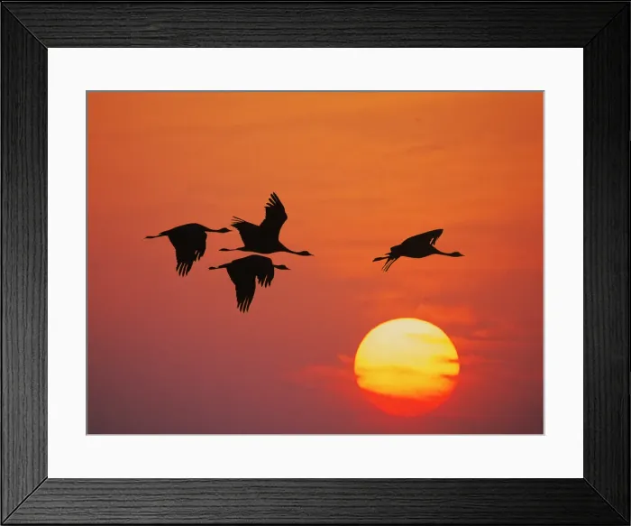 Framed Print : Demoiselle Crane - Dawn flight with Sun Grus virgo Khichan, Rajasthan, India BI032260 Framed Print : Demoiselle Crane - Dawn flight with Sun Grus virgo Khichan, Rajasthan, India BI032260