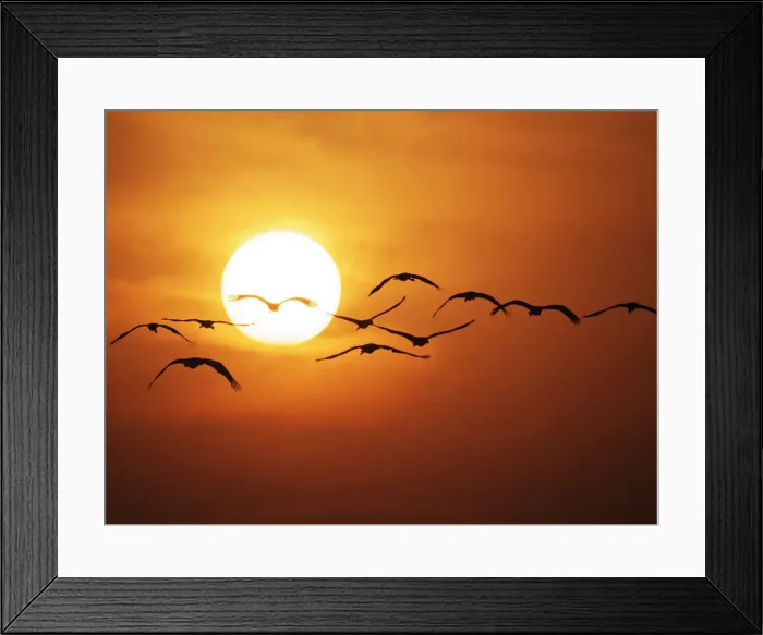 Framed Print : Demoiselle Crane - Dawn flight with Sun Grus virgo Khichan, Rajasthan, India BI032275