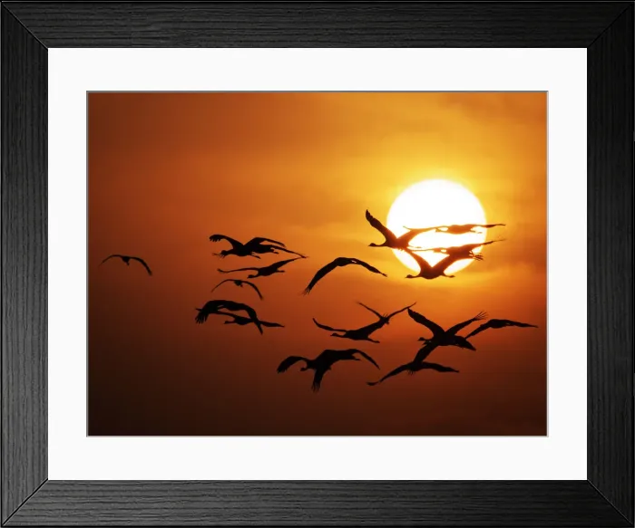 Framed Print : Demoiselle Crane - Dawn flight with Sun Grus virgo Khichan, Rajasthan, India BI032276 Framed Print : Demoiselle Crane - Dawn flight with Sun Grus virgo Khichan, Rajasthan, India BI032276