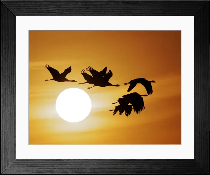 Framed Print : Demoiselle Crane - Dawn flight with Sun Grus virgo Khichan, Rajasthan, India BI032282 Framed Print : Demoiselle Crane - Dawn flight with Sun Grus virgo Khichan, Rajasthan, India BI032282