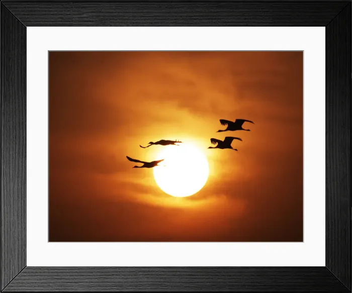 Framed Print : Demoiselle Crane - Dawn flight with Sun Grus virgo Khichan, Rajasthan, India BI032277 Framed Print : Demoiselle Crane - Dawn flight with Sun Grus virgo Khichan, Rajasthan, India BI032277
