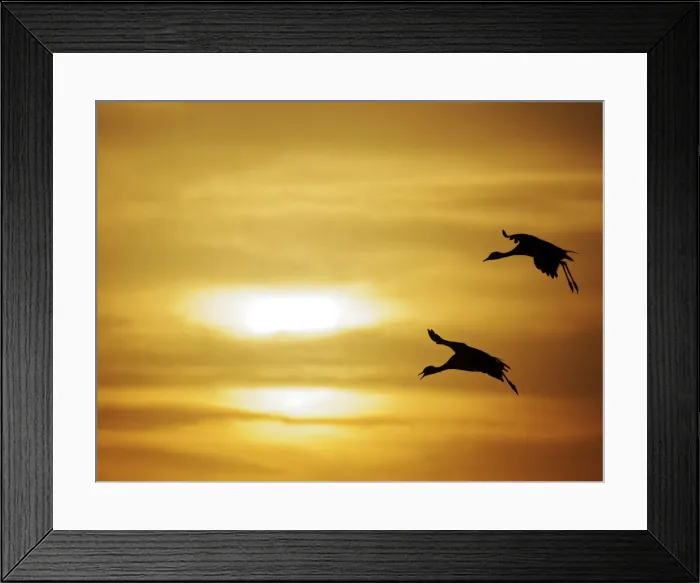 Framed Print : Demoiselle Crane - Dawn flight against yellow sky Grus virgo Khichan, Rajasthan, India BI032321 Framed Print : Demoiselle Crane - Dawn flight against yellow sky Grus virgo Khichan, Rajasthan, India BI032321