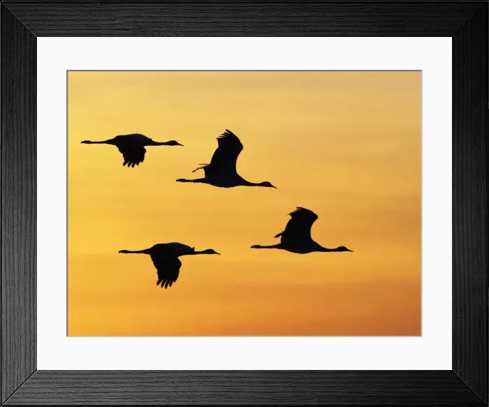 Framed Print : Demoiselle Crane - Dawn flight against yellow sky Grus virgo Khichan, Rajasthan, India BI032325 Framed Print : Demoiselle Crane - Dawn flight against yellow sky Grus virgo Khichan, Rajasthan, India BI032325