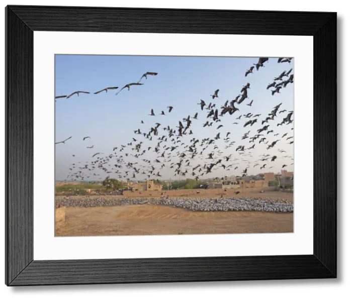 Framed Print : Demoiselle Crane - flocks circling feeding centre Grus virgo Khichan, Rajasthan, India BI032383 Framed Print : Demoiselle Crane - flocks circling feeding centre Grus virgo Khichan, Rajasthan, India BI032383