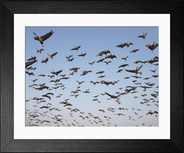 Framed Print : Demoiselle Crane - flocks circling feeding centre Grus virgo Khichan, Rajasthan, India BI032462 Framed Print : Demoiselle Crane - flocks circling feeding centre Grus virgo Khichan, Rajasthan, India BI032462