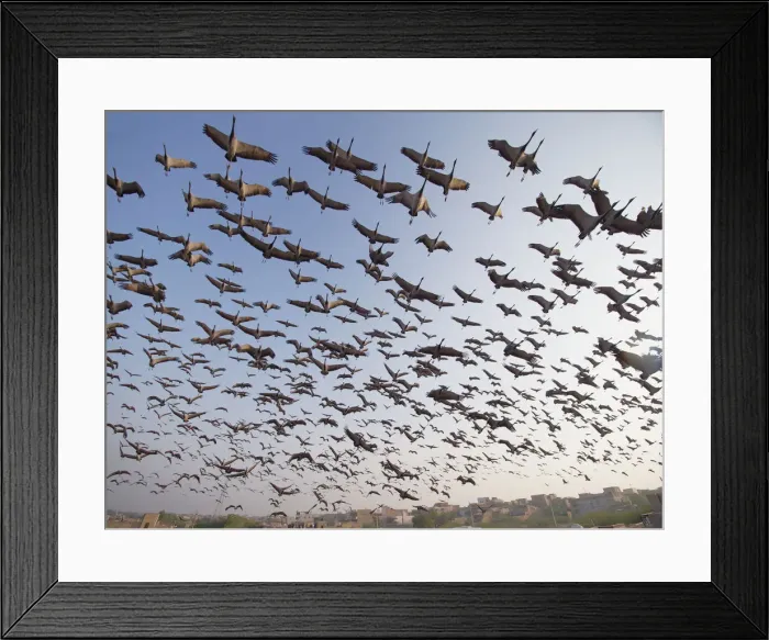 Framed Print : Demoiselle Crane - flocks circling feeding centre Grus virgo Khichan, Rajasthan, India BI032470 Framed Print : Demoiselle Crane - flocks circling feeding centre Grus virgo Khichan, Rajasthan, India BI032470