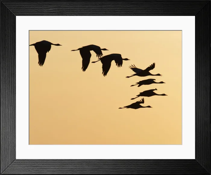 Framed Print : Demoiselle Crane - in flight at Sunset Grus virgo Khichan, Rajasthan, India BI032486 Framed Print : Demoiselle Crane - in flight at Sunset Grus virgo Khichan, Rajasthan, India BI032486