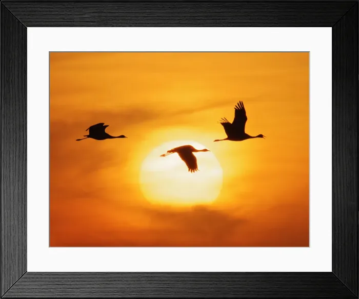 Framed Print : Demoiselle Crane - in flight at Sunset Grus virgo Khichan, Rajasthan, India BI032501 Framed Print : Demoiselle Crane - in flight at Sunset Grus virgo Khichan, Rajasthan, India BI032501