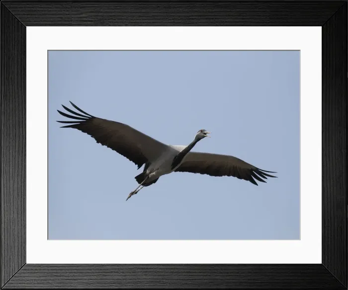 Framed Print : Demoiselle Crane - Calling in Flight Grus virgo Khichan, Rajasthan, India BI032576 Framed Print : Demoiselle Crane - Calling in Flight Grus virgo Khichan, Rajasthan, India BI032576