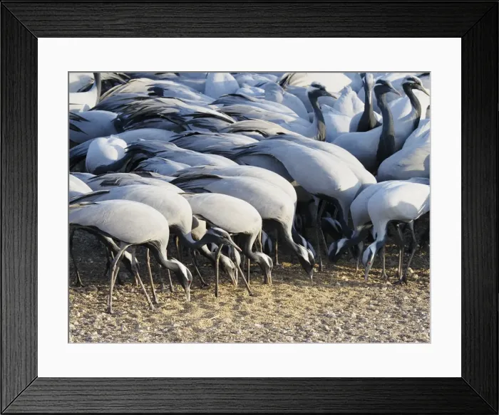 Framed Print : Demoiselle Crane - Feeding on grain Grus virgo Khichan, Rajasthan, India BI032723 Framed Print : Demoiselle Crane - Feeding on grain Grus virgo Khichan, Rajasthan, India BI032723
