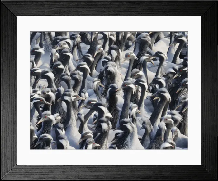 Framed Print : Demoiselle Crane - Massed flock at feeding station Grus virgo Khichan, Rajasthan, India BI032776 Framed Print : Demoiselle Crane - Massed flock at feeding station Grus virgo Khichan, Rajasthan, India BI032776